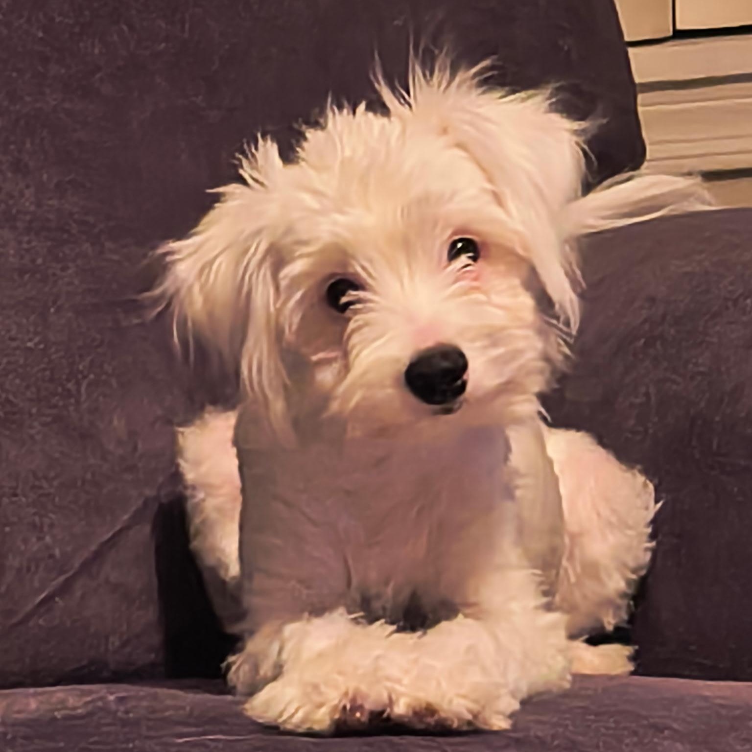 Enlarge Ava, a Adopted Poodle in Phoenix, AZ image 5/5