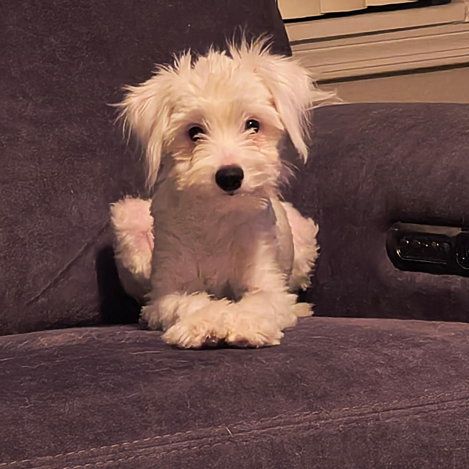 Ava, Adopted, Puppy Male Poodle.