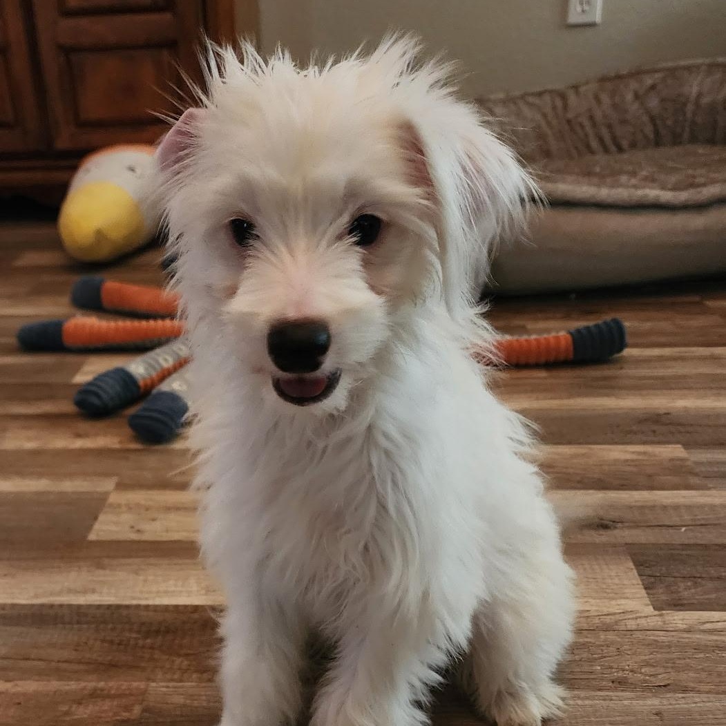Enlarge Ava, a Adopted Poodle in Phoenix, AZ image 3/5