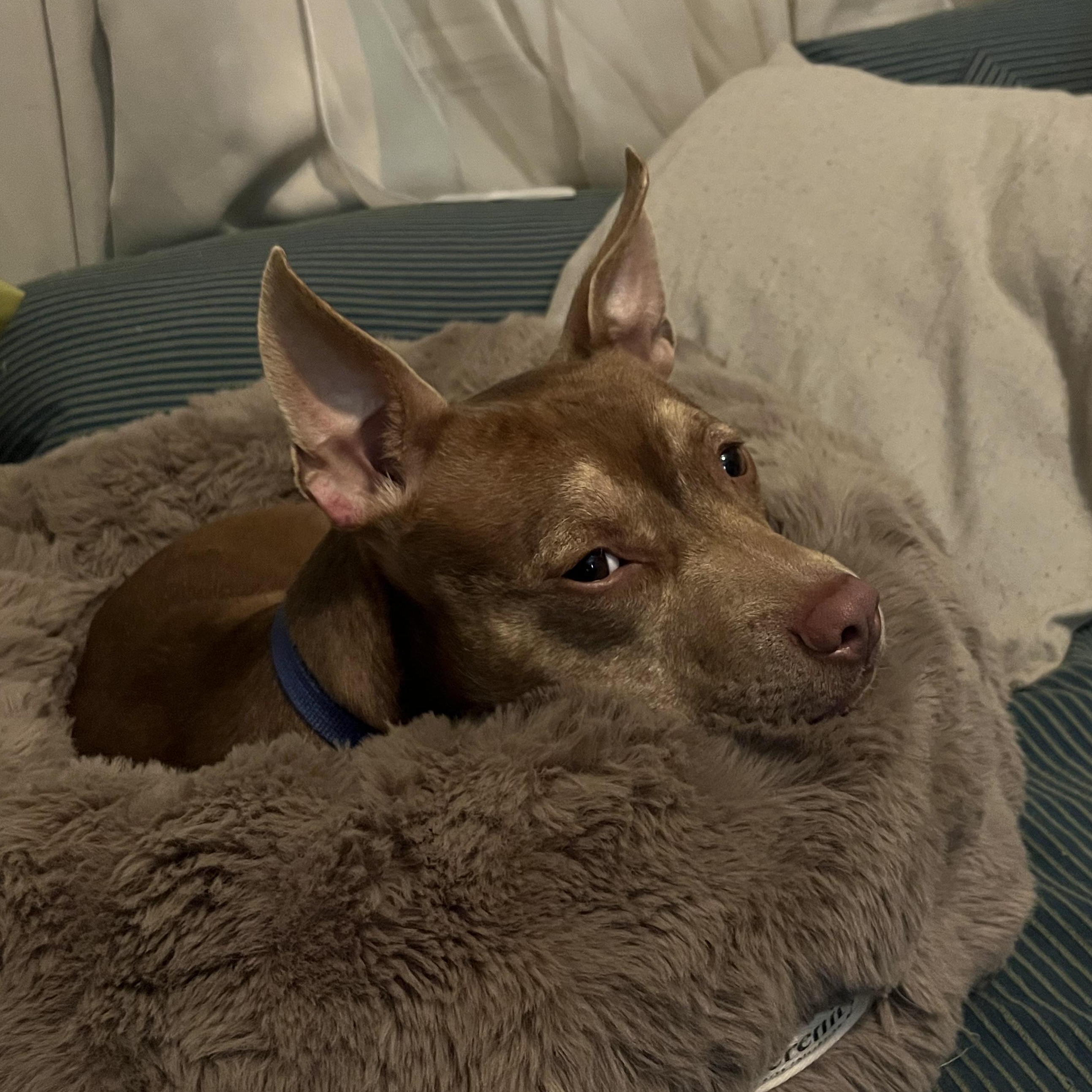 Enlarge Lucy, a ADOPTABLE mixed breed in New Orleans, LA image 4/6