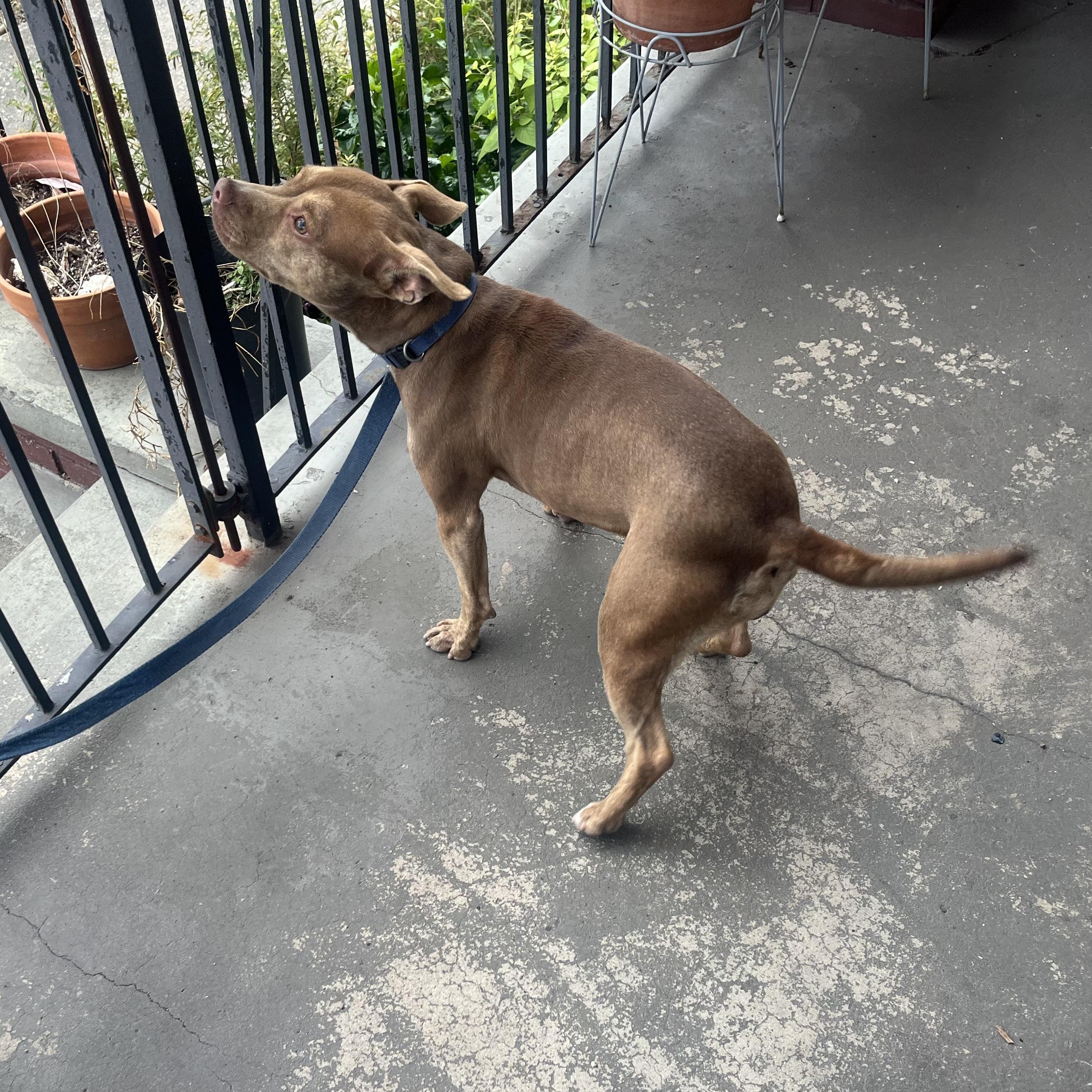 Enlarge Lucy, a ADOPTABLE mixed breed in New Orleans, LA image 5/6