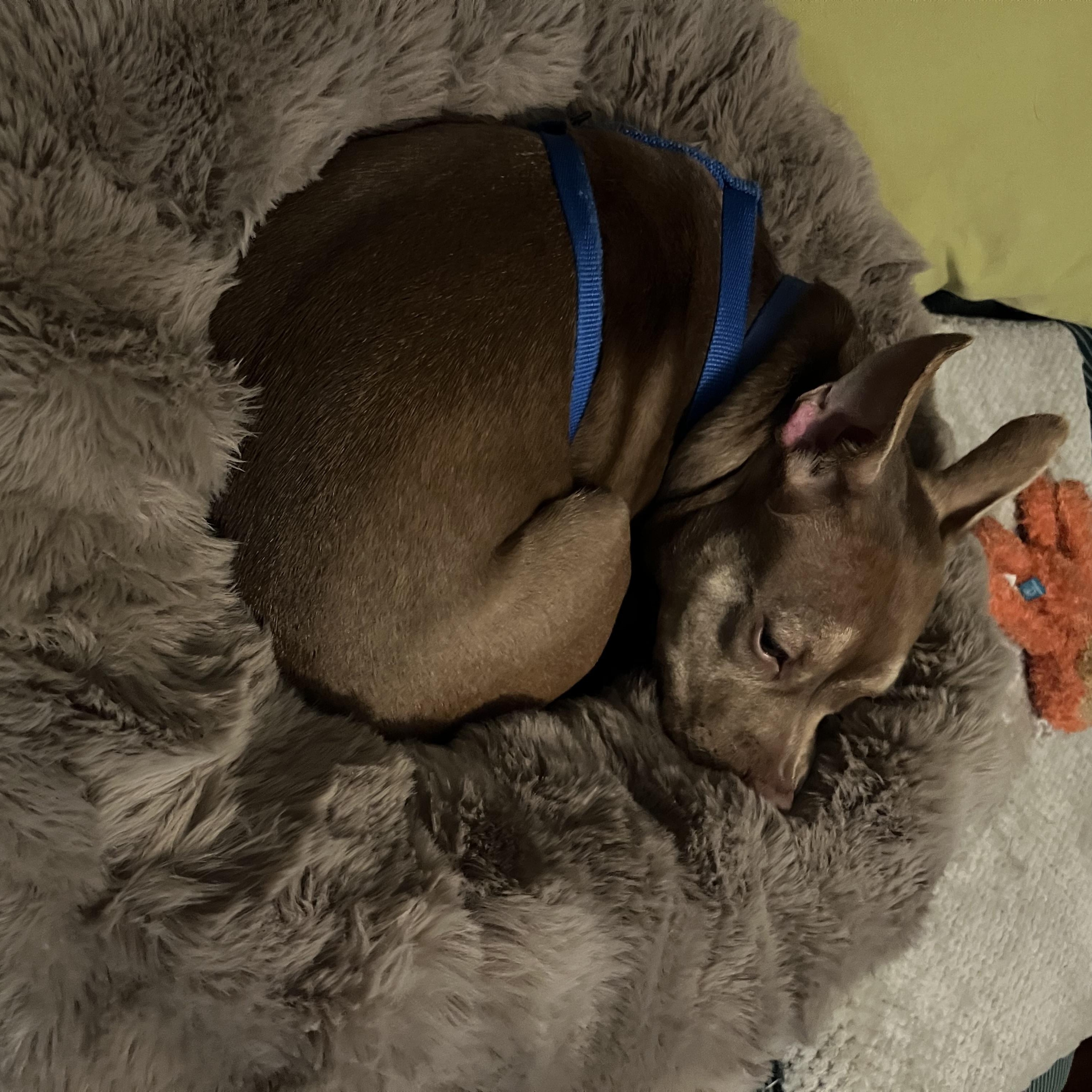 Enlarge Lucy, a ADOPTABLE mixed breed in New Orleans, LA image 6/6