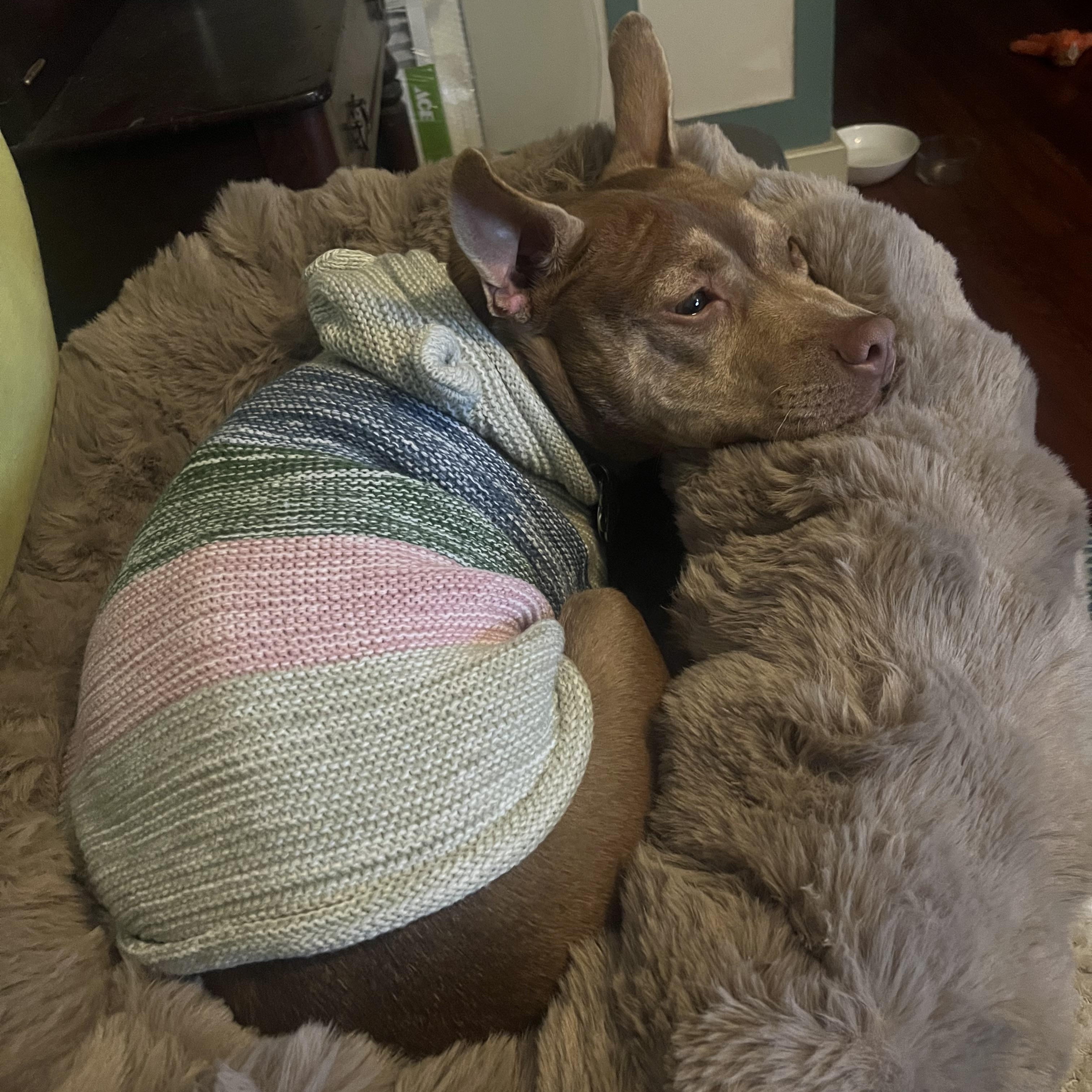 Enlarge Lucy, a ADOPTABLE mixed breed in New Orleans, LA image 3/6