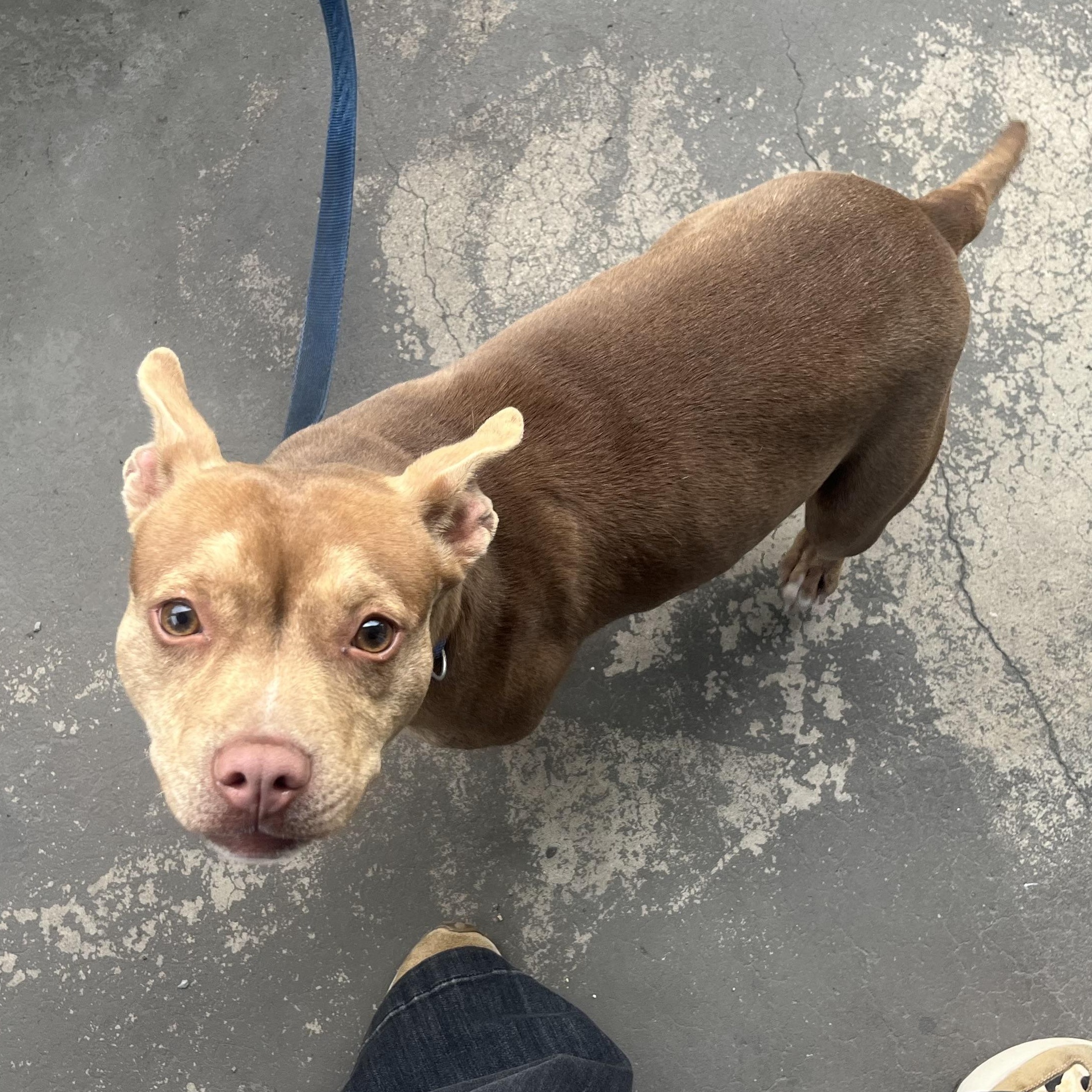 Enlarge Lucy, a ADOPTABLE mixed breed in New Orleans, LA image 2/6