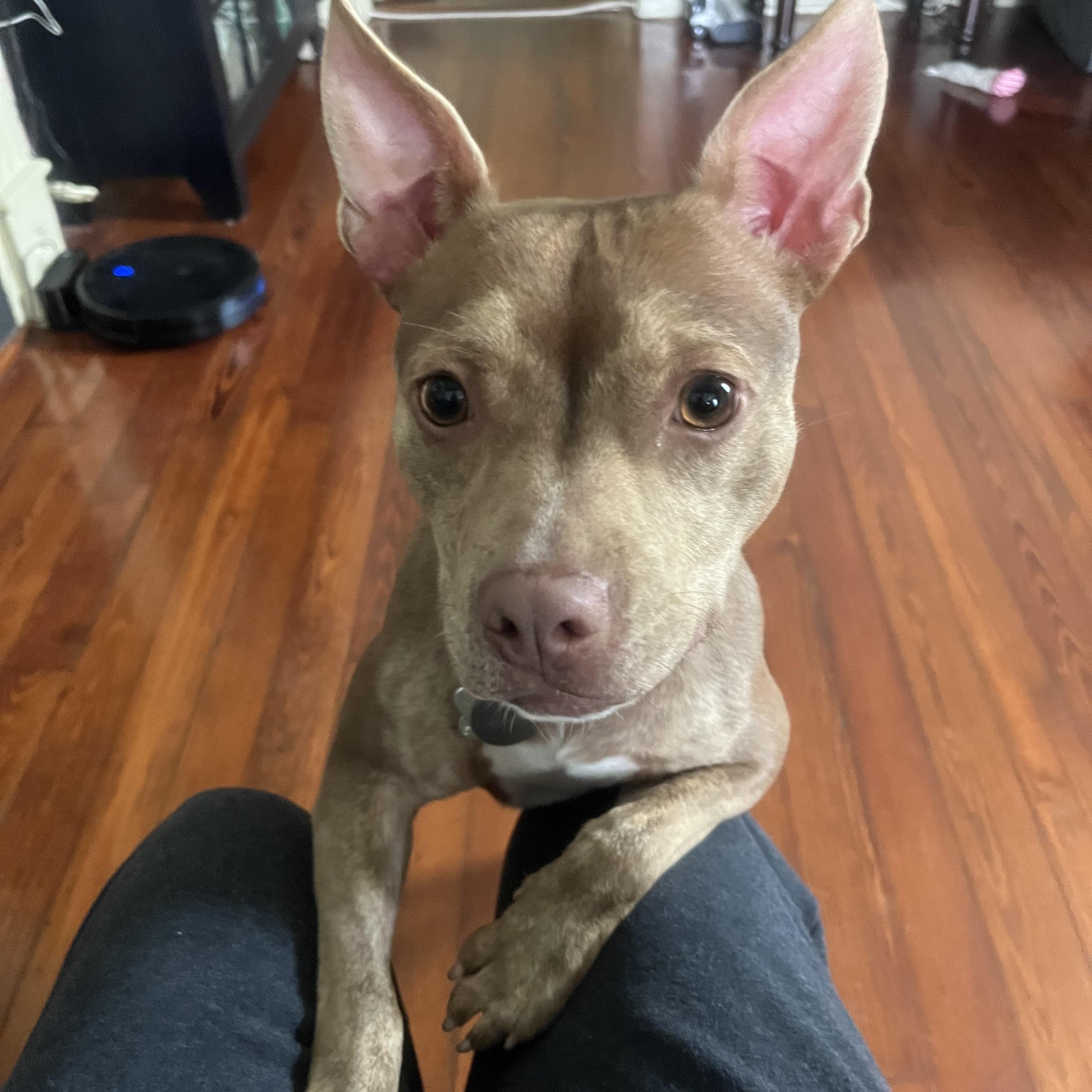 Enlarge Lucy, a ADOPTABLE mixed breed in New Orleans, LA image 1/6