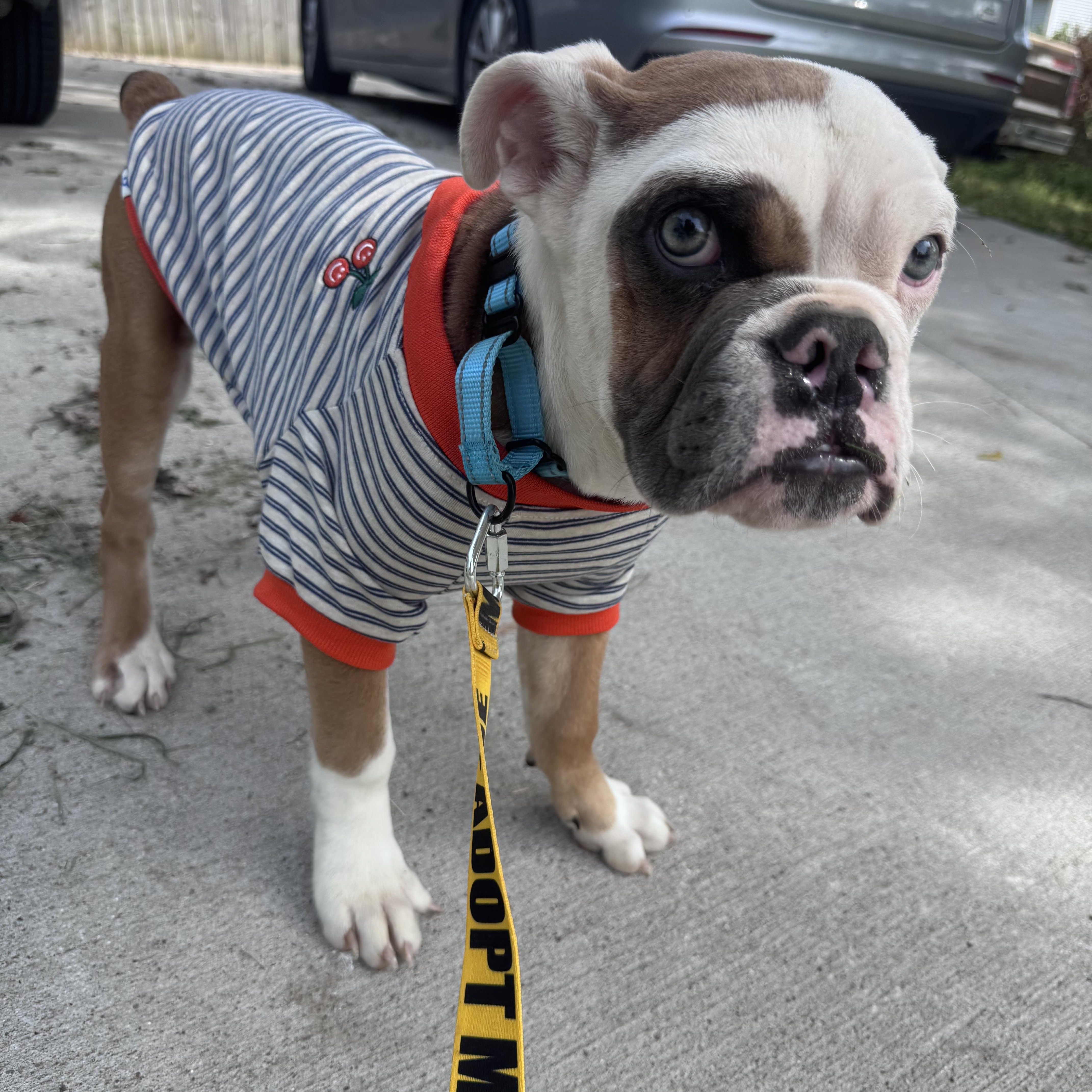 Enlarge Weezy, a Adopted mixed breed in Mount Juliet, TN image 3/4
