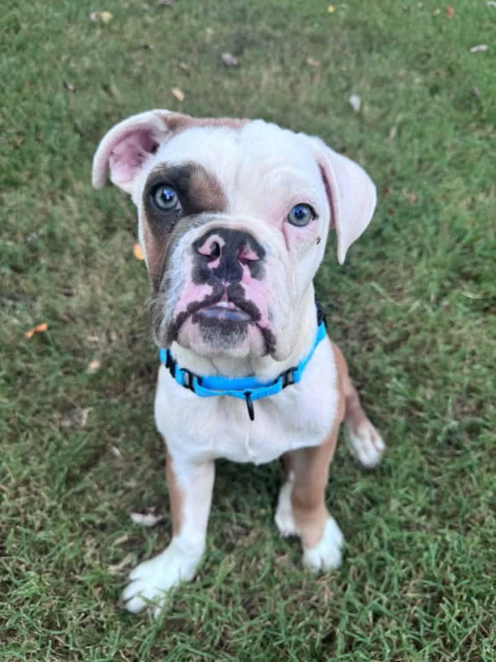 Weezy, Adopted, Puppy Male Bulldog.