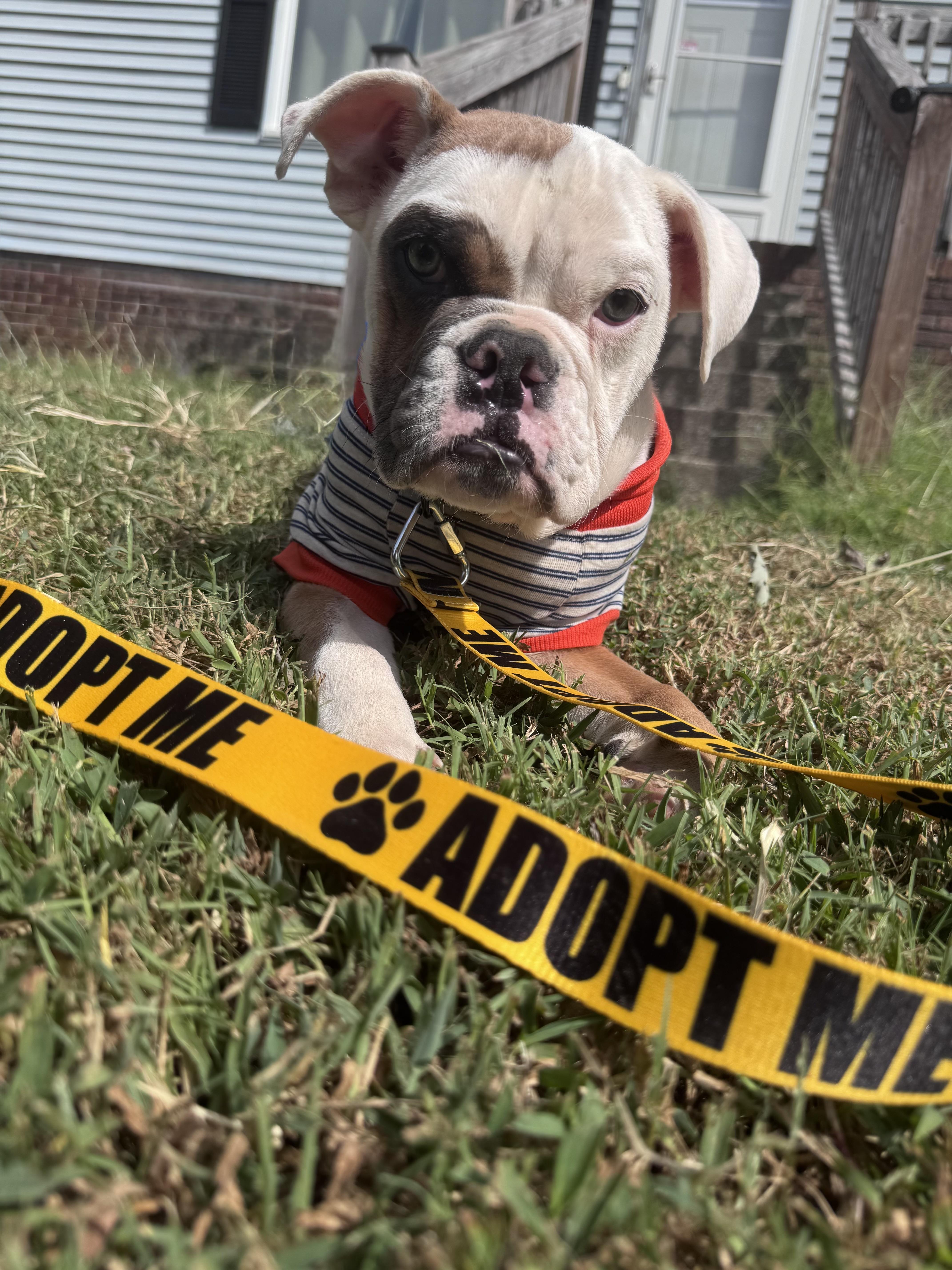 Enlarge Weezy, a Adopted mixed breed in Mount Juliet, TN image 2/4