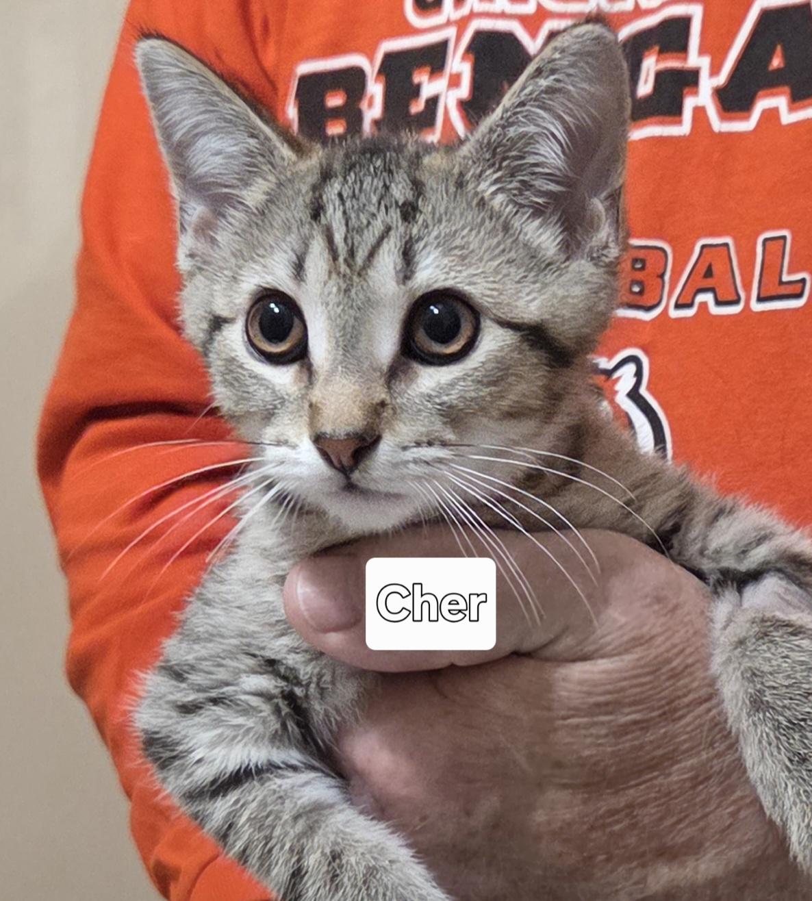 CHER, Adoptable, Kitten Female Domestic Short Hair.