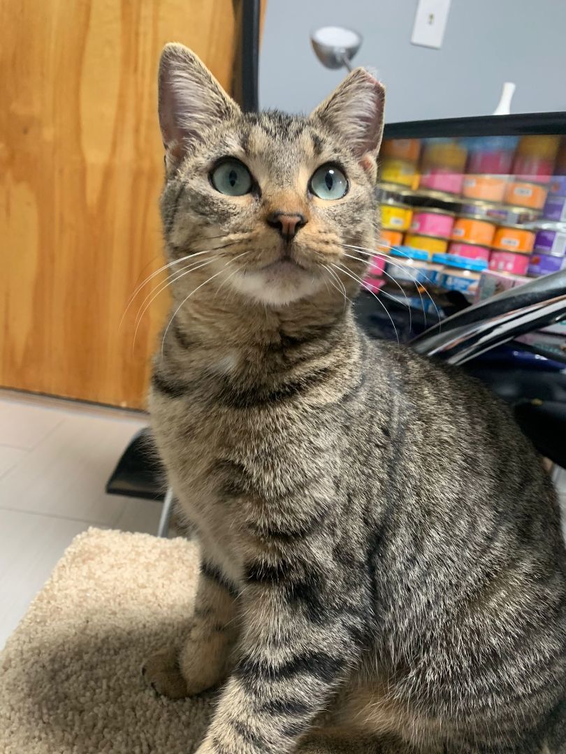 Mia, Adopted, Kitten Female Domestic Short Hair & Tabby.