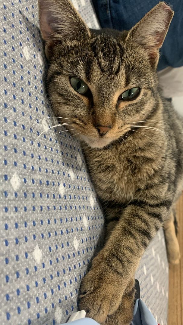 Enlarge Mia, a Adopted mixed breed in North Bergen, NJ image 2/5