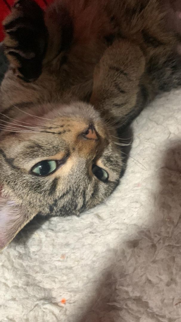 Enlarge Mia, a Adopted mixed breed in North Bergen, NJ image 3/5