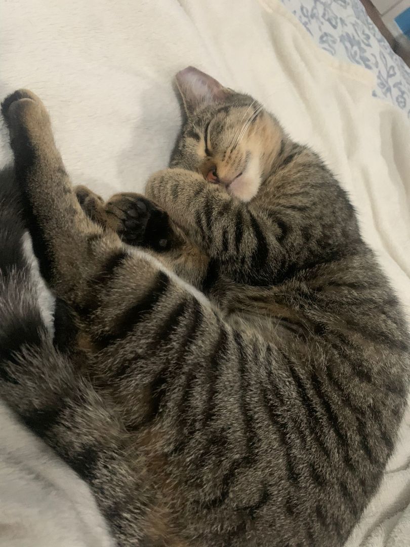 Enlarge Mia, a Adopted mixed breed in North Bergen, NJ image 4/5