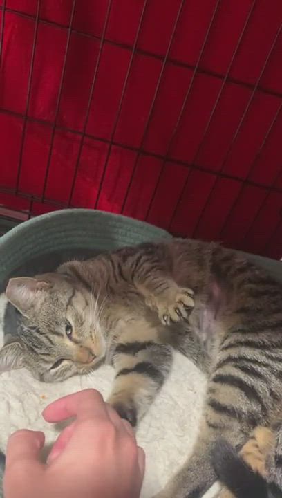 Enlarge Mia, a Adopted mixed breed in North Bergen, NJ video 5/5