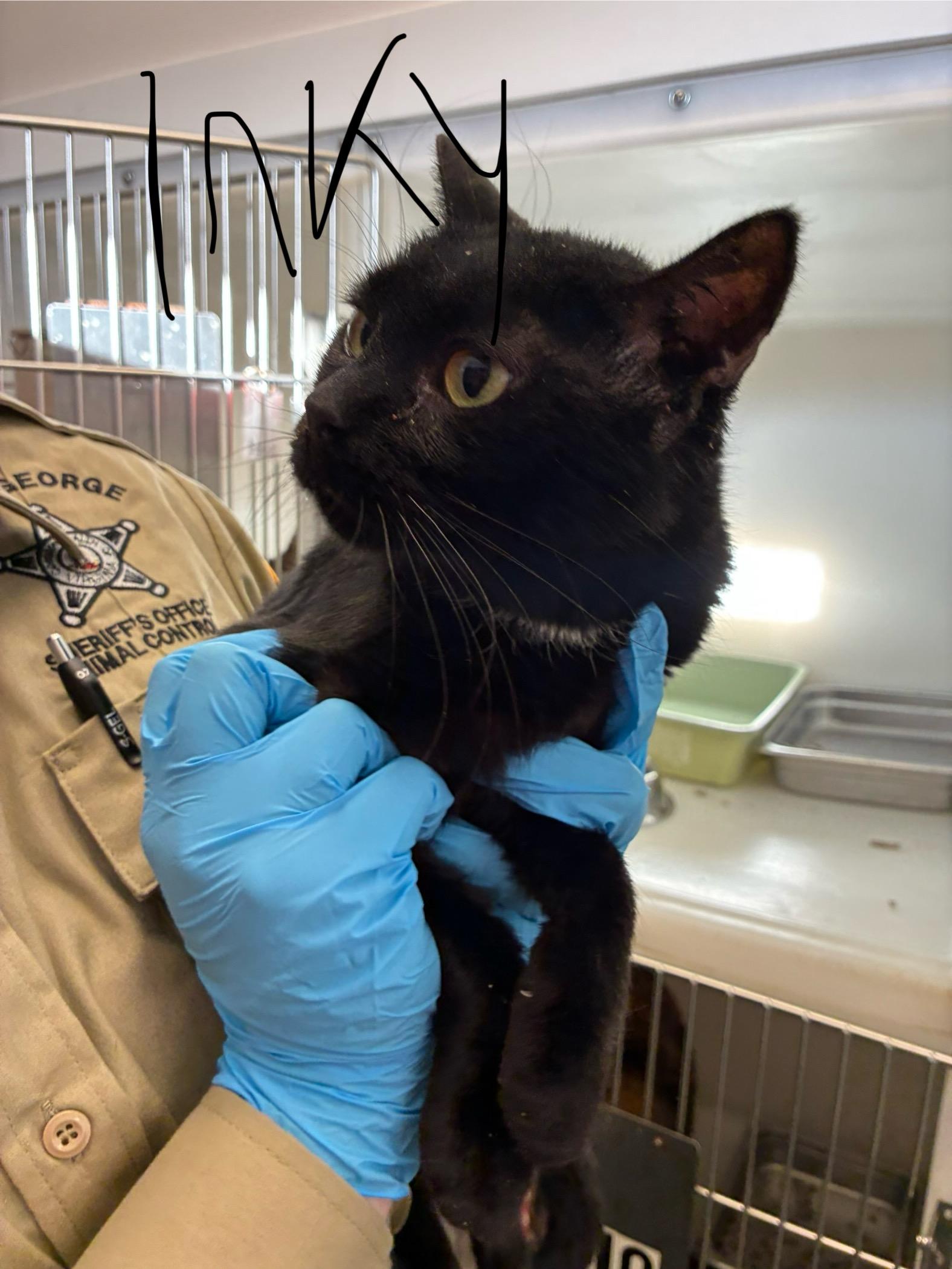 Enlarge Inky, a Adopted Domestic Short Hair in King George, VA image 1/3