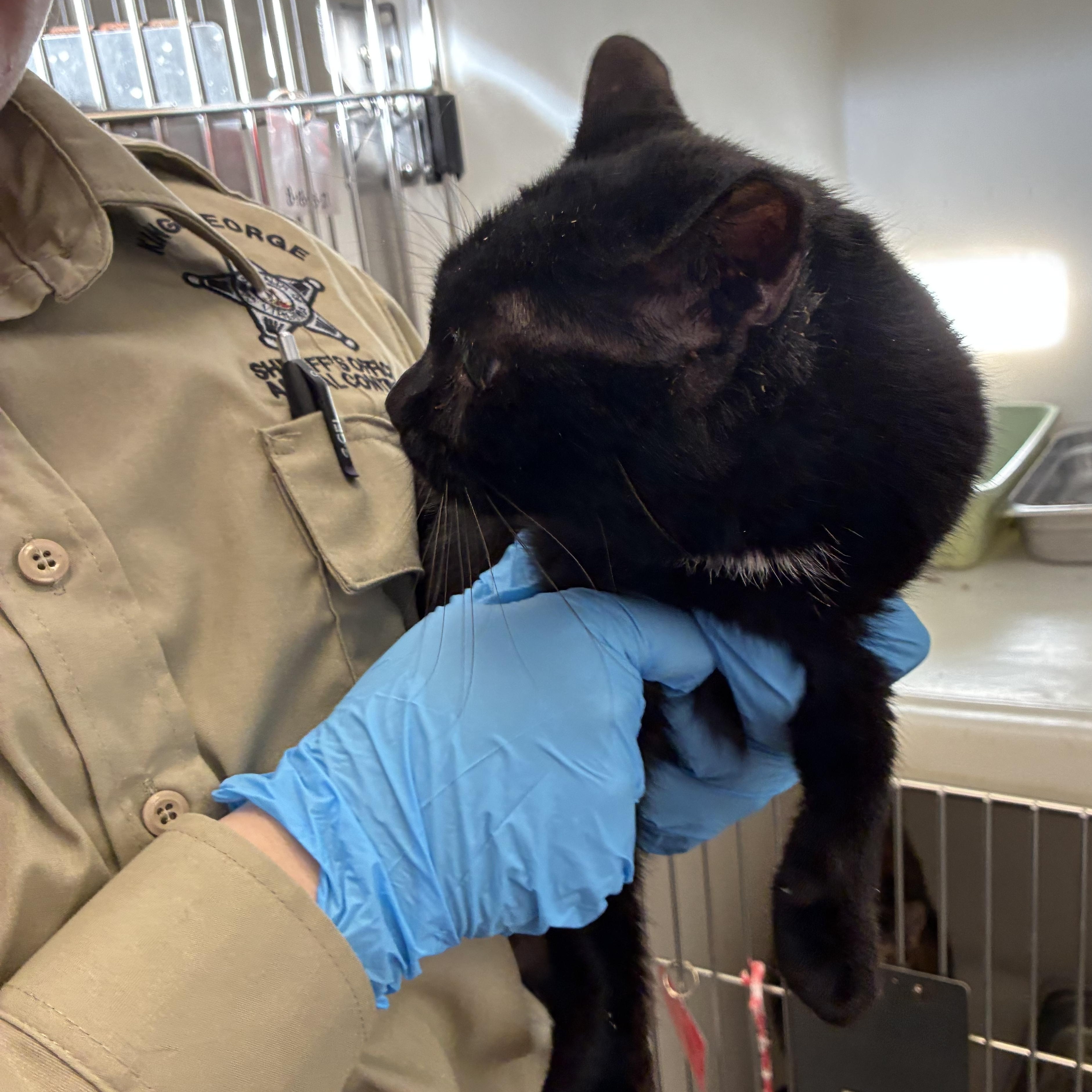 Enlarge Inky, a Adopted Domestic Short Hair in King George, VA image 3/3