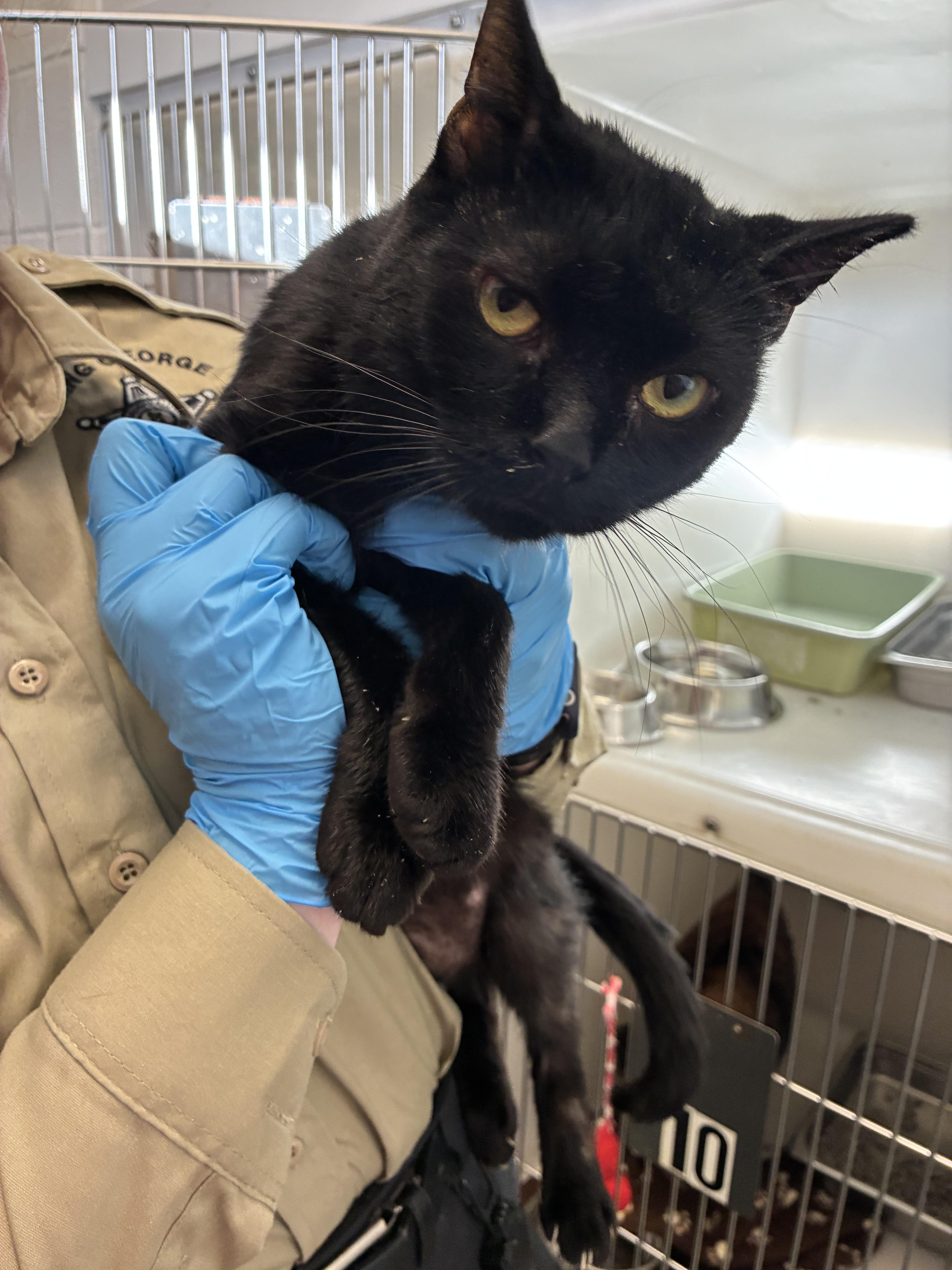 Enlarge Inky, a Adopted Domestic Short Hair in King George, VA image 2/3