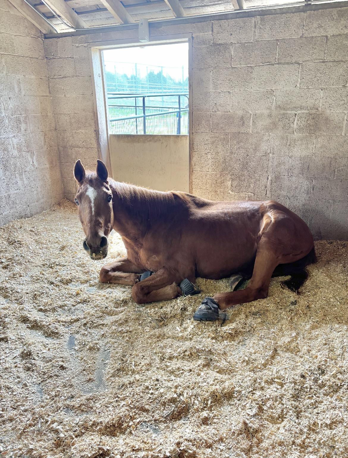Teddy, a Adoptable Thoroughbred in Fairfax, VA image 1/5