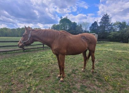 Enlarge Teddy, a Adoptable Thoroughbred in Fairfax, VA image 1/1