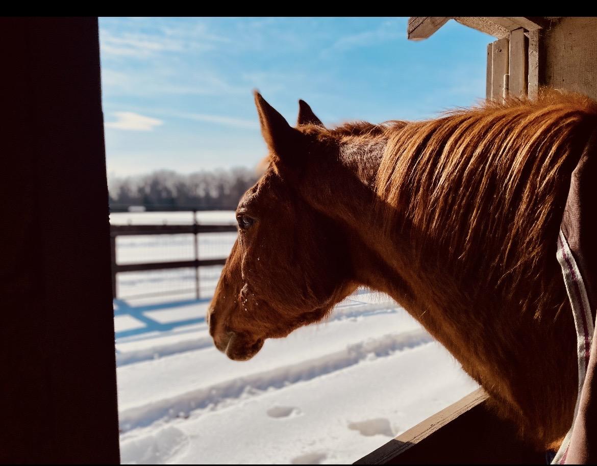 Teddy, a Adoptable Thoroughbred in Fairfax, VA image 4/5