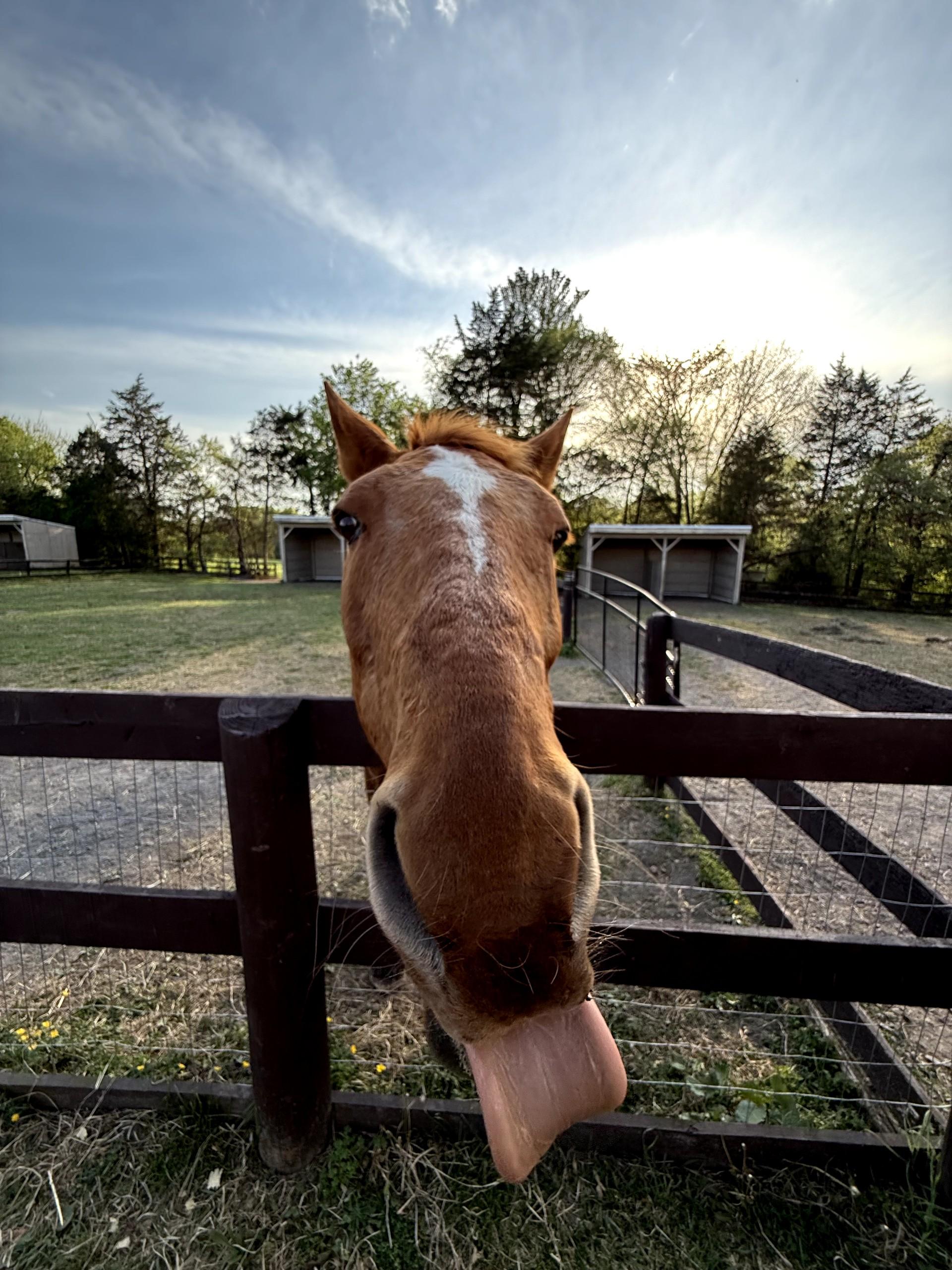 Teddy, a Adoptable Thoroughbred in Fairfax, VA image 5/5
