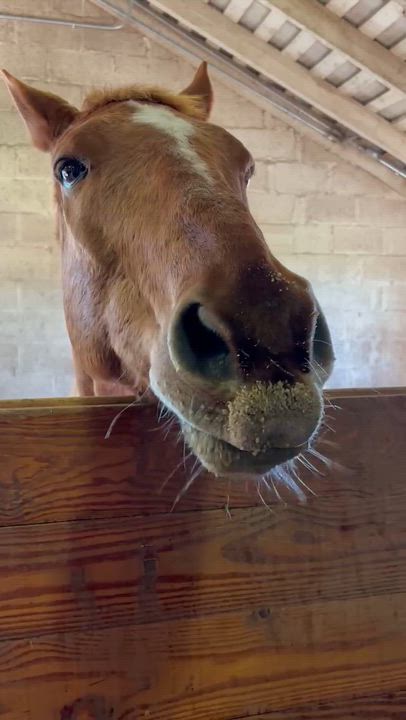 Enlarge Teddy, a Adoptable Thoroughbred in Fairfax, VA video 3/5