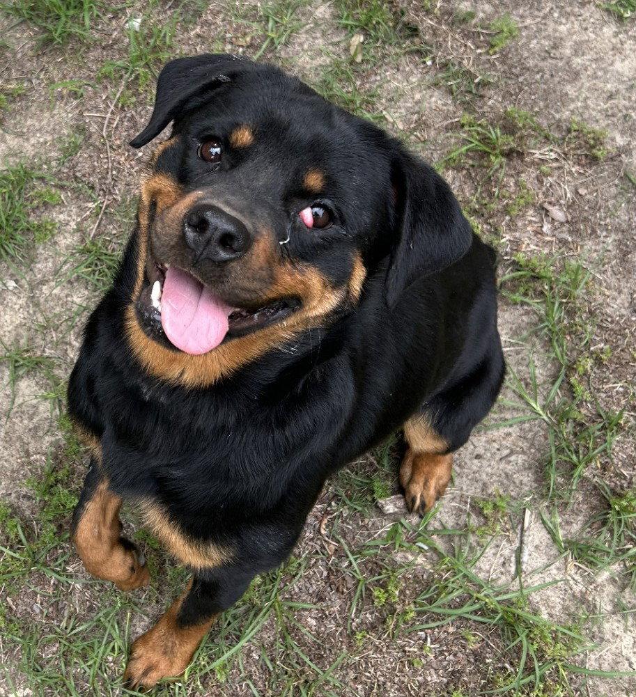 Tandy, a Adoptable Rottweiler in Hillsboro, NH image 1/3