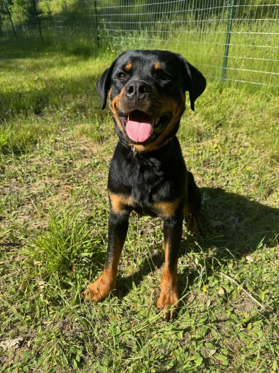Tandy, a Adoptable Rottweiler in Hillsboro, NH image 1/3