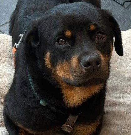 Tandy, a Adoptable Rottweiler in Hillsboro, NH image 2/3