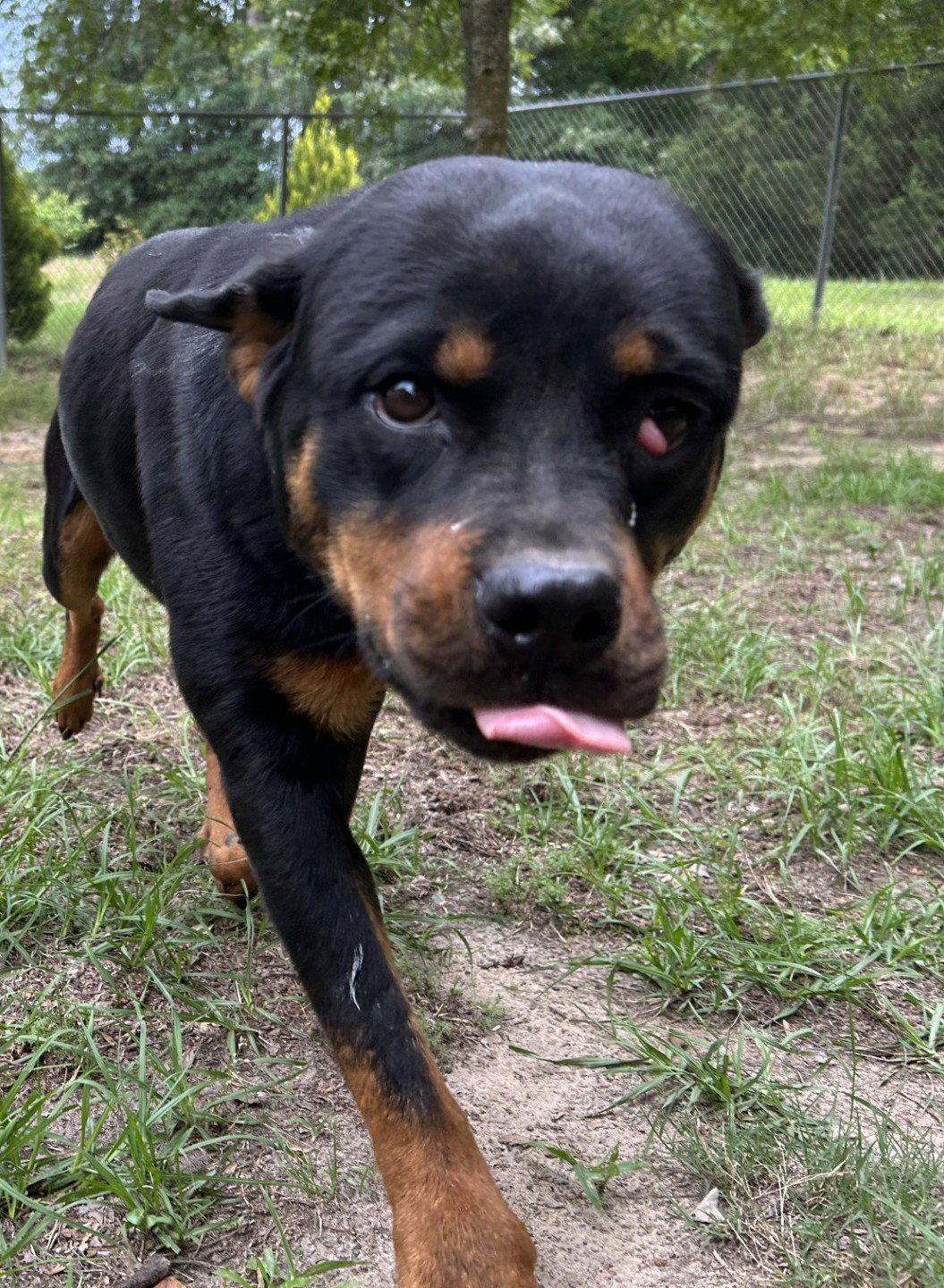 Tandy, a Adoptable Rottweiler in Hillsboro, NH image 2/3