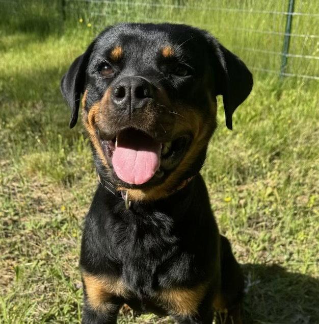 Tandy, a Adoptable Rottweiler in Hillsboro, NH image 3/3