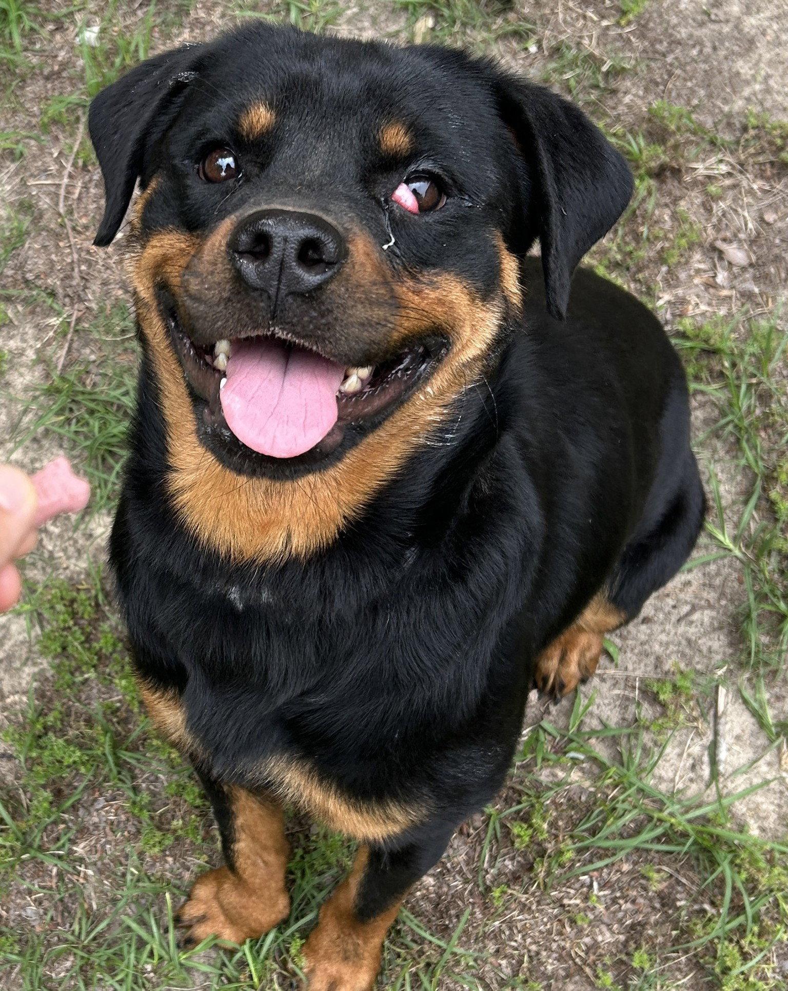 Tandy, a Adoptable Rottweiler in Hillsboro, NH image 3/3