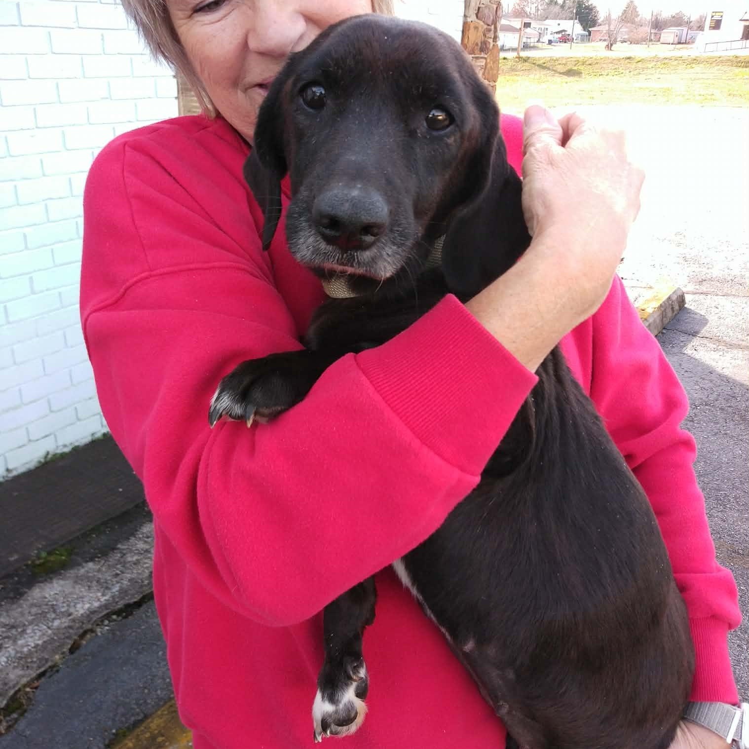 Enlarge Dolly, an adopted mixed breed in Hopkinton, MA image 3/3