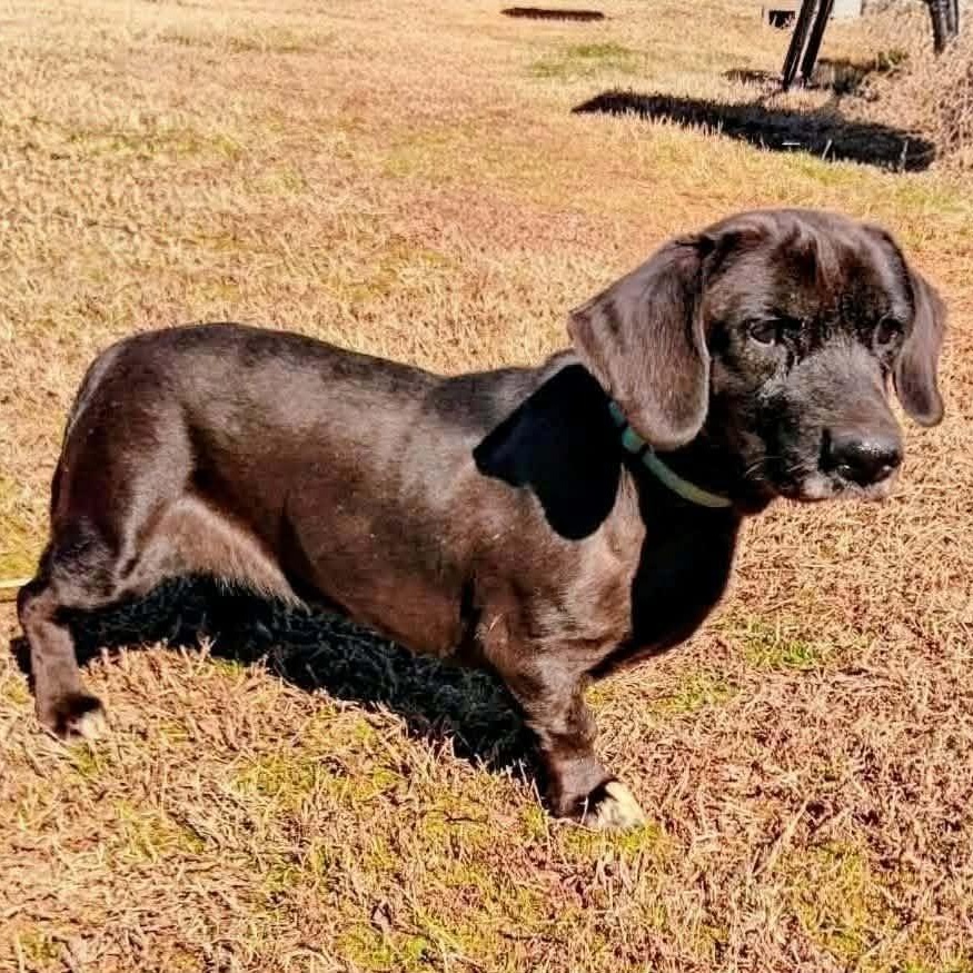 Enlarge Dolly, an adopted mixed breed in Hopkinton, MA image 2/3