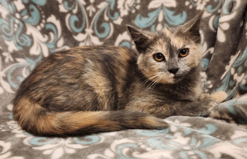 Sweet Potato, Adoptable, Kitten Female Domestic Short Hair.