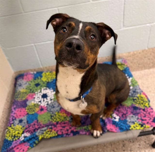 LORD FARQUAAD, Adoptable, Young Male Pit Bull Terrier & Cardigan Welsh Corgi.