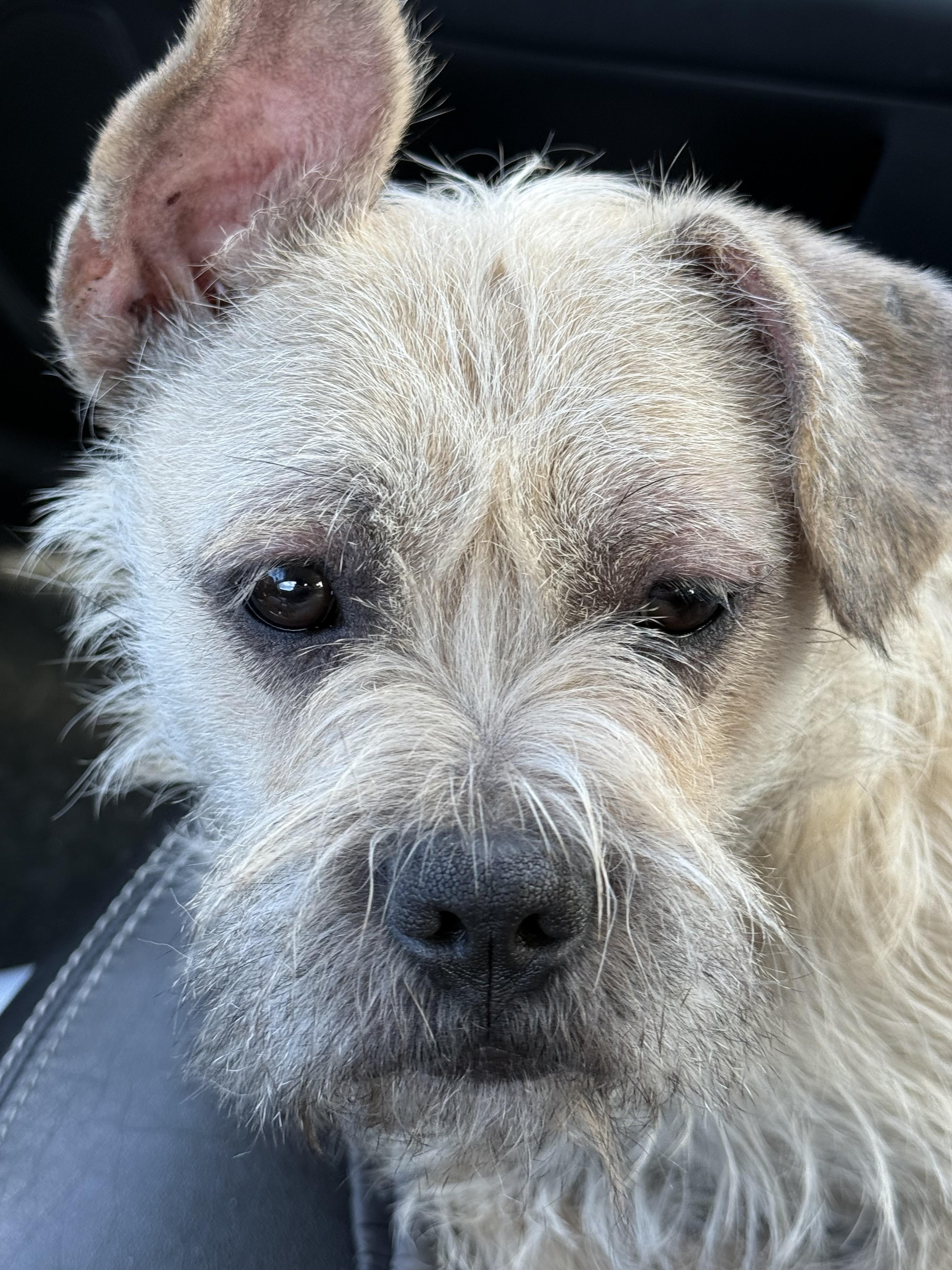 Enlarge Easy-E, a Adopted Miniature Schnauzer in Wasilla, AK image 1/1