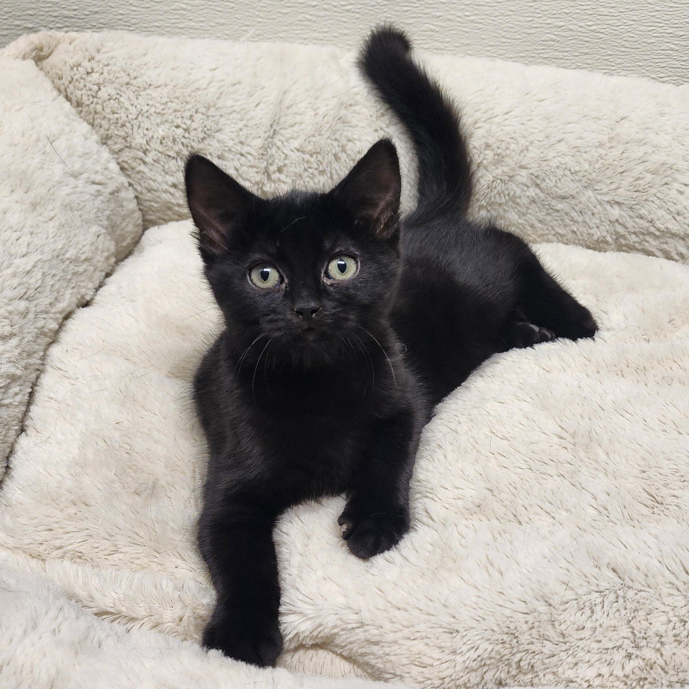 Briar, Adoptable, Kitten Female Domestic Short Hair.