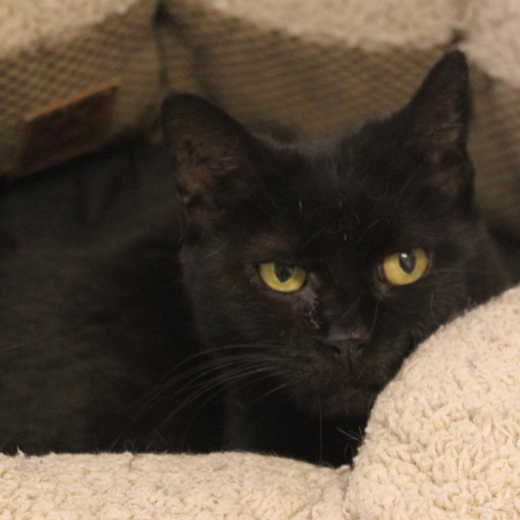 Mocha Chocalata Ya-ya, Adoptable, Senior Female Domestic Short Hair.