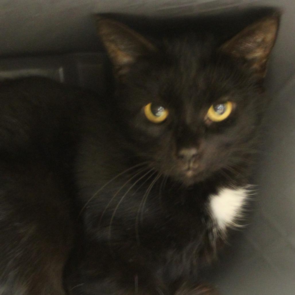 Mocha Chocalata Ya-ya, a Adoptable Domestic Short Hair in Ridgely, MD image 2/2