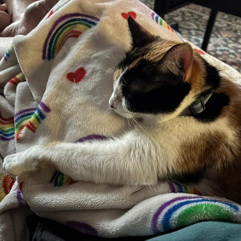 Himalayan Salt Lamp, Adoptable, Young Female Domestic Short Hair.