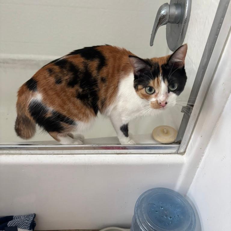 Enlarge Himalayan Salt Lamp, a Adoptable Domestic Short Hair in Costa Mesa, CA image 2/6