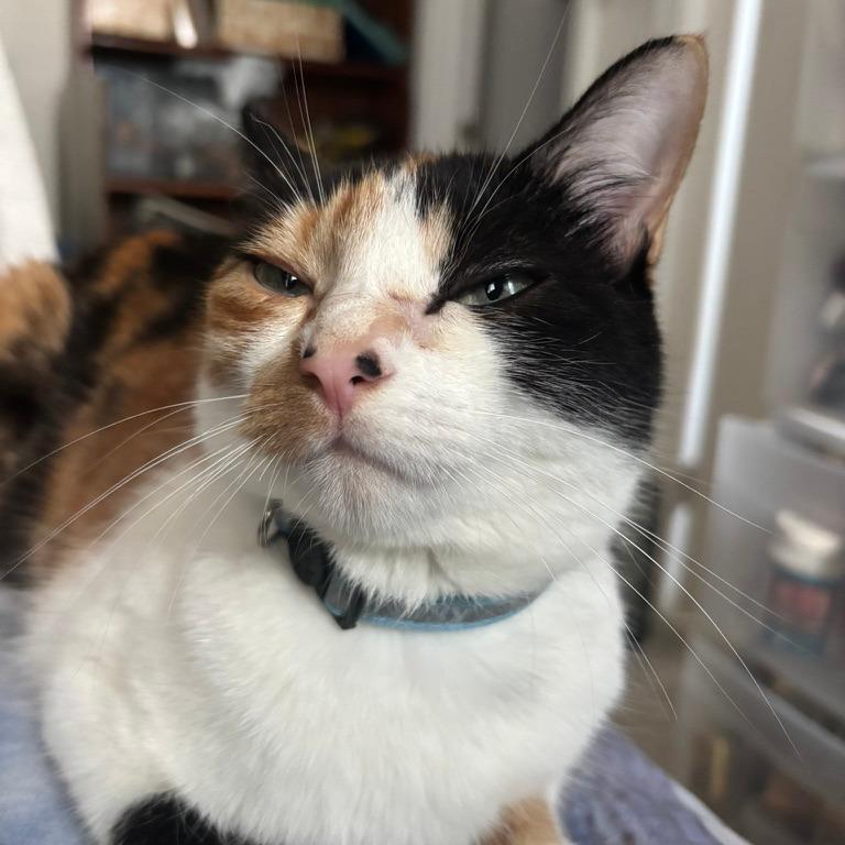 Enlarge Himalayan Salt Lamp, a Adoptable Domestic Short Hair in Costa Mesa, CA image 3/6