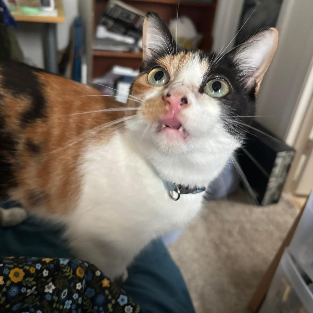 Enlarge Himalayan Salt Lamp, a Adoptable Domestic Short Hair in Costa Mesa, CA image 4/6