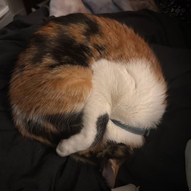 Enlarge Himalayan Salt Lamp, a Adoptable Domestic Short Hair in Costa Mesa, CA image 5/6