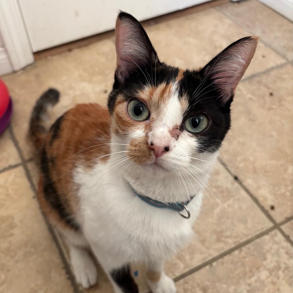 Enlarge Himalayan Salt Lamp, a Adoptable Domestic Short Hair in Costa Mesa, CA image 6/6