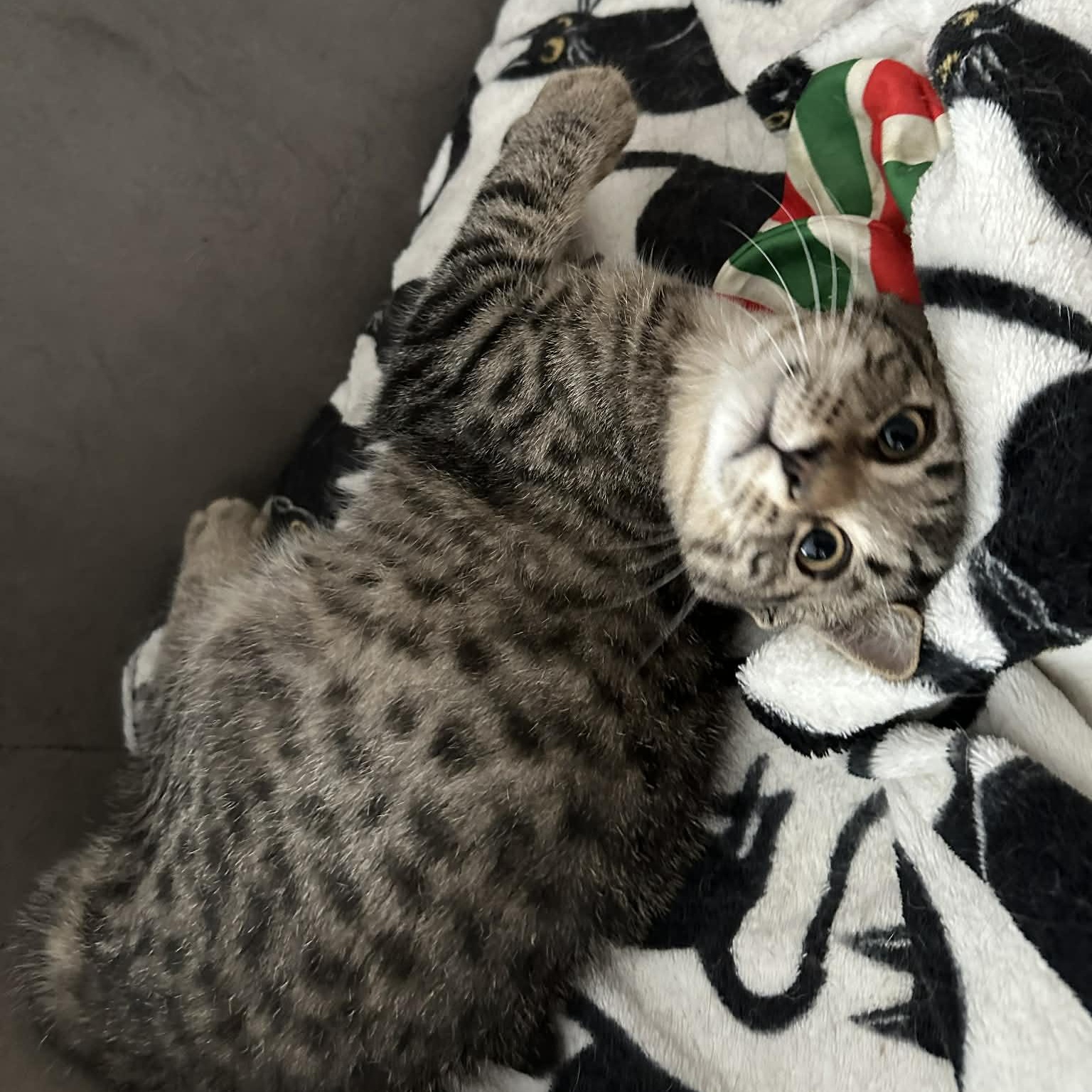 Enlarge Dougal, an adopted Domestic Short Hair in Attleboro, MA image 2/3