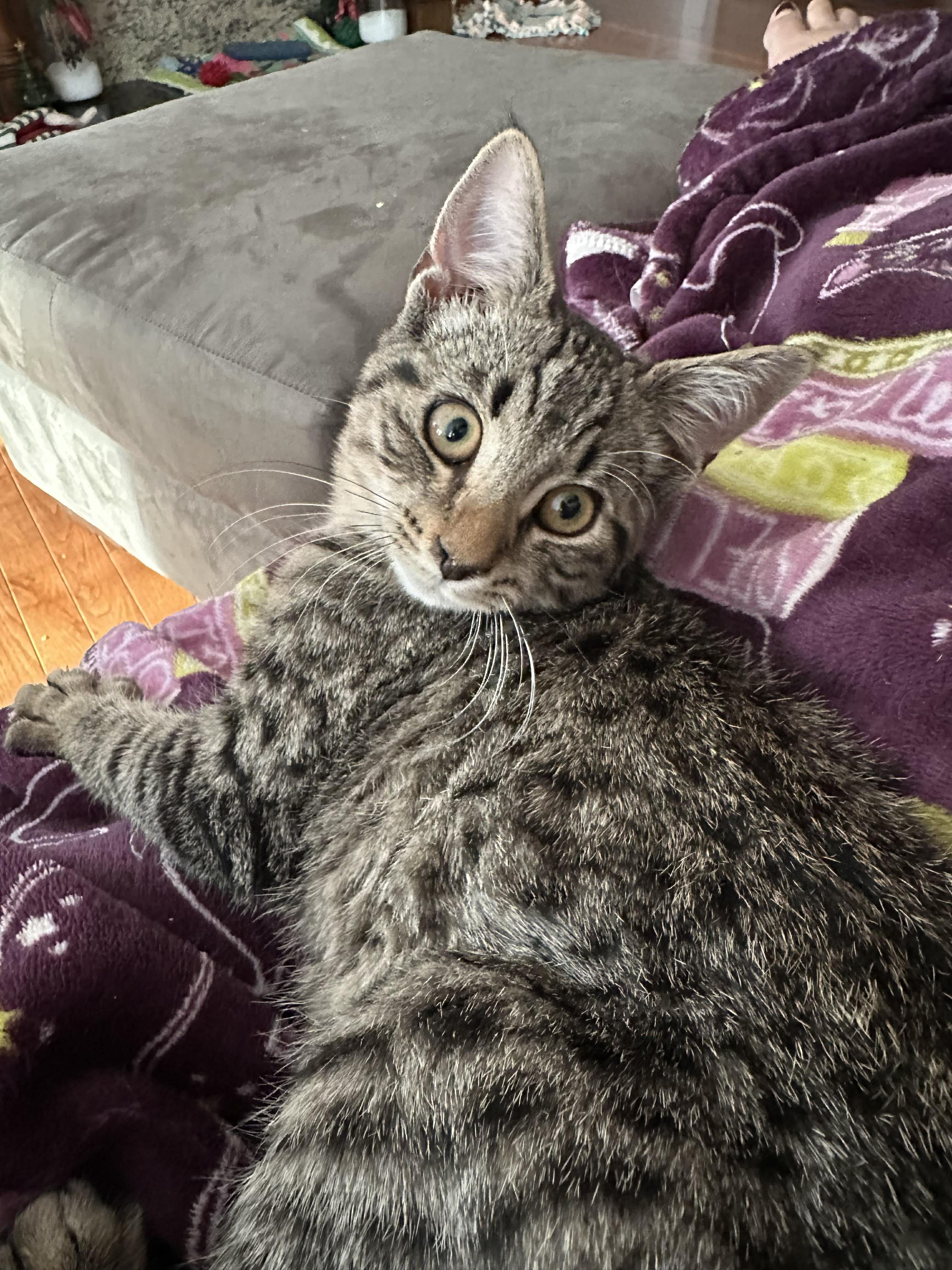 Enlarge Dougal, an adopted Domestic Short Hair in Attleboro, MA image 3/3