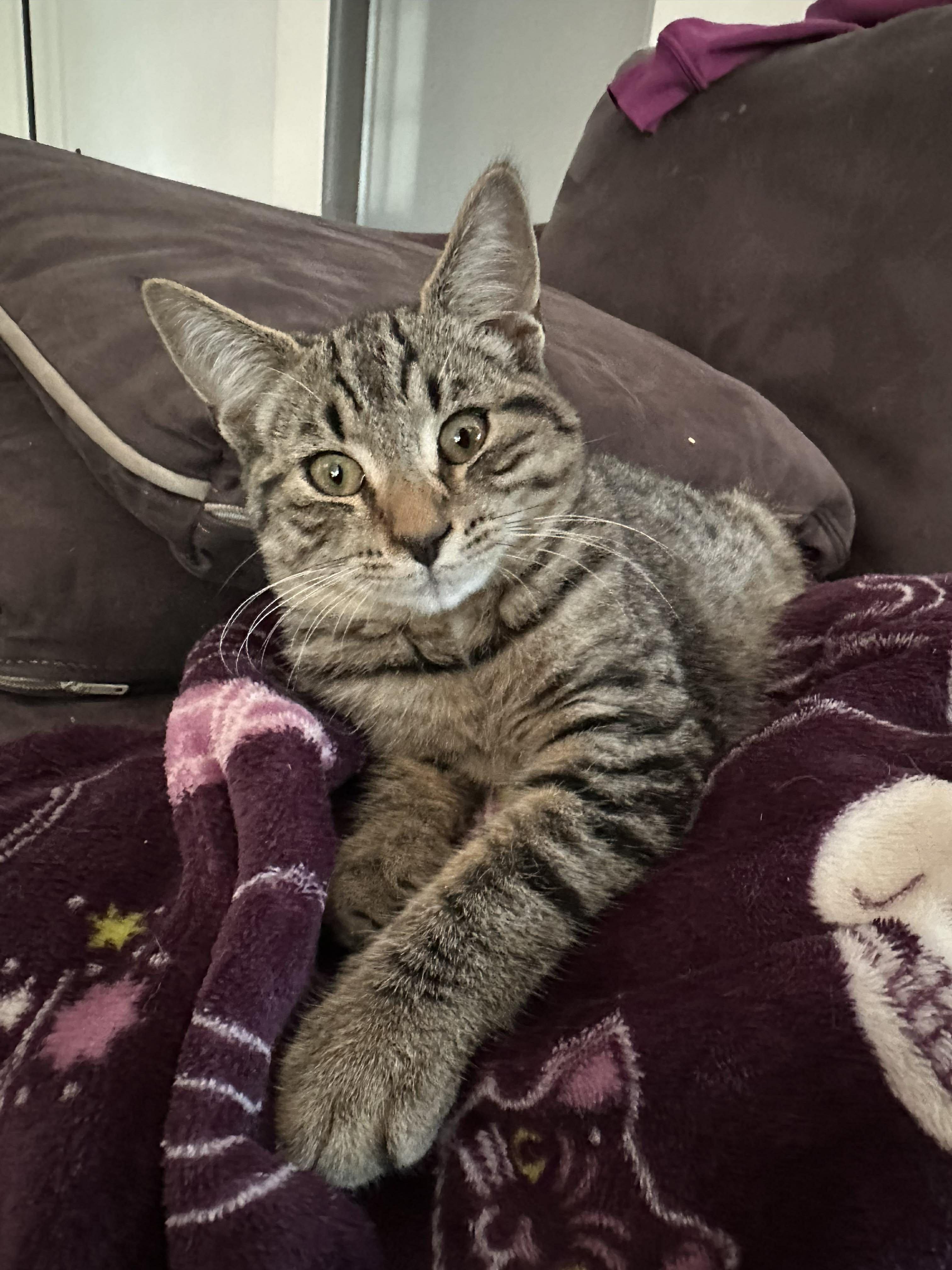 Dougal, adopted, Kitten Male Domestic Short Hair.