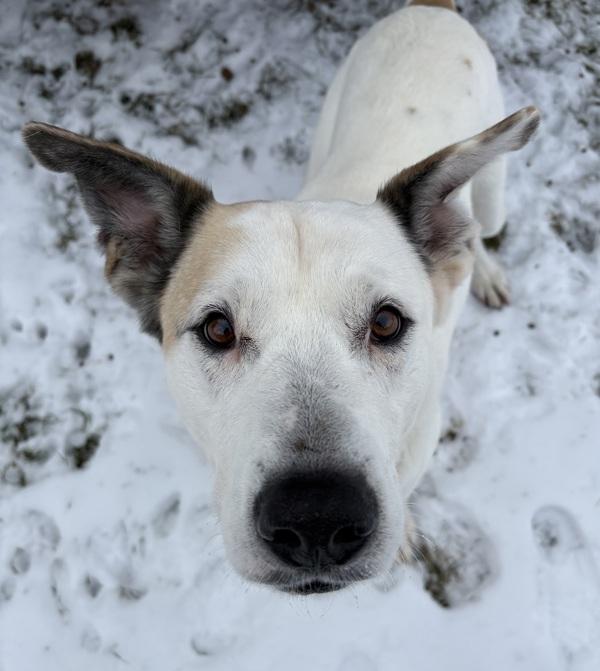 Enlarge Blanca, a Adoptable mixed breed in Sioux City, IA image 2/6